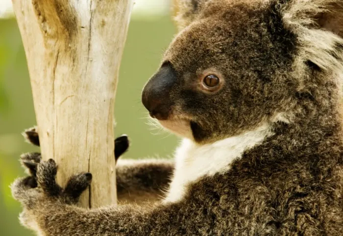 Framed Print : Australian koala in tree Framed Print : Australian koala in tree