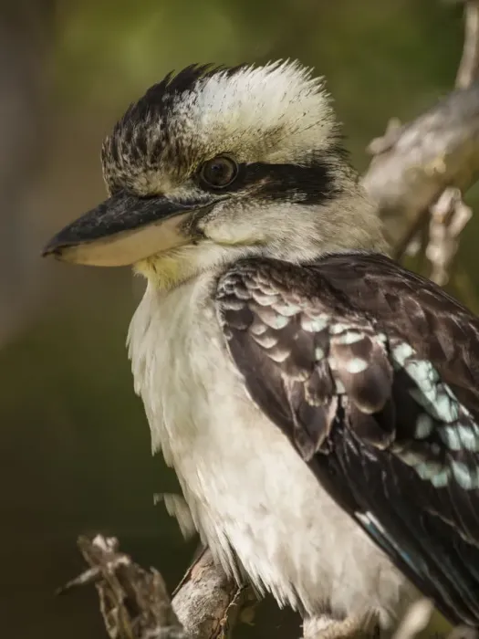 Framed Print : Australian Laughing Kookaburra (Dacelo novaeguineae) Framed Print : Australian Laughing Kookaburra (Dacelo novaeguineae)