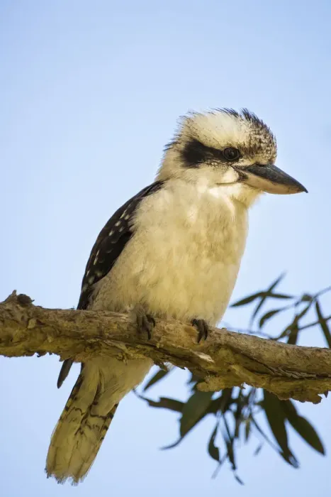 Framed Print : Australian Laughing Kookaburra (Dacelo novaeguineae) Framed Print : Australian Laughing Kookaburra (Dacelo novaeguineae)
