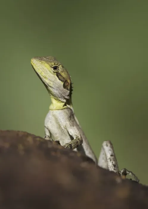 Framed Print : An Australian lizard (Amphibolurus gilberti)