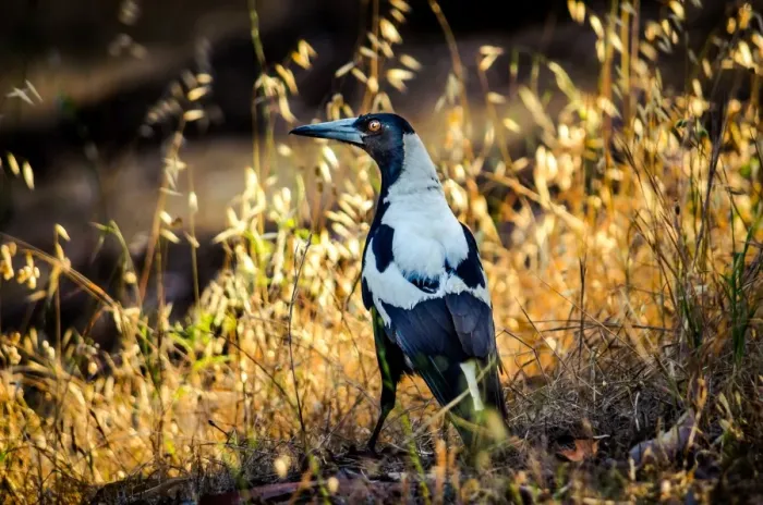 Framed Print : Australian magpie