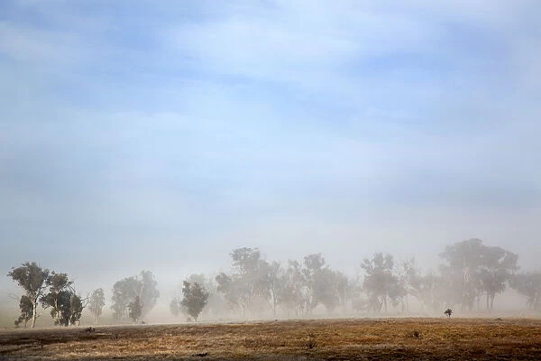 Australian native trees in fog