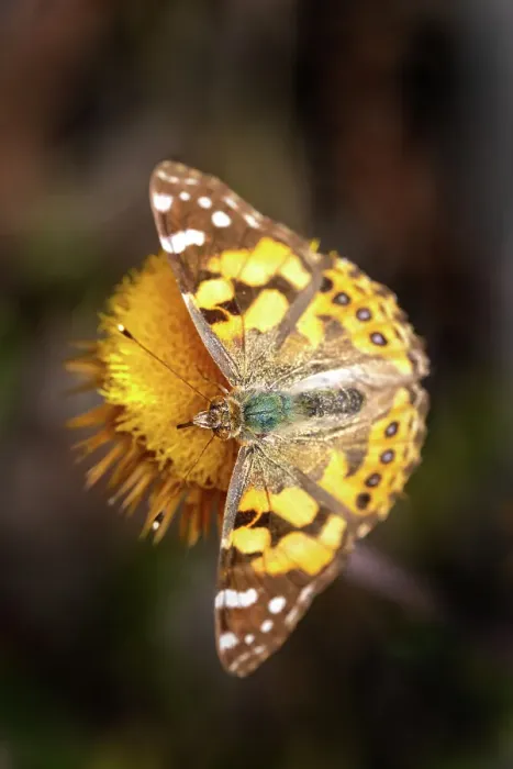 Framed Print : Australian Painted Lady butterfly on a everlasting daisy flower Framed Print : Australian Painted Lady butterfly on a everlasting daisy flower
