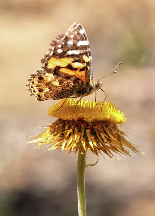 Framed Print : Australian PaintedLady butterfly on a everlasting daisy flower Framed Print : Australian PaintedLady butterfly on a everlasting daisy flower