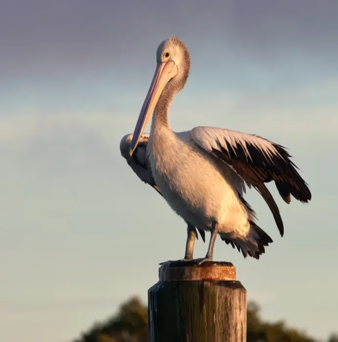Framed Print : Australian Pelican