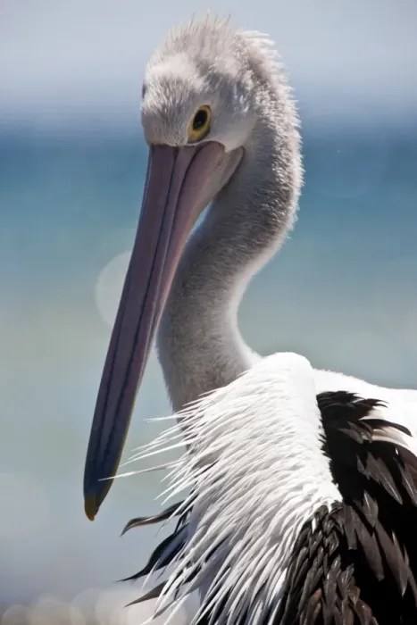 Framed Print : Australian Pelican Framed Print : Australian Pelican