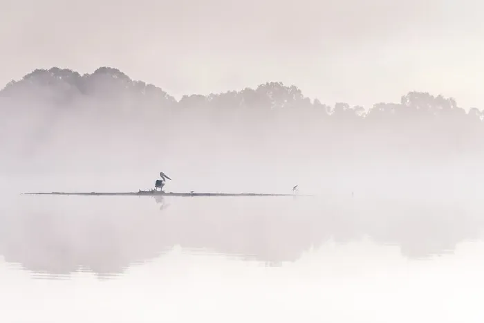 Framed Print : Australian Pelican in the early morning fog Framed Print : Australian Pelican in the early morning fog