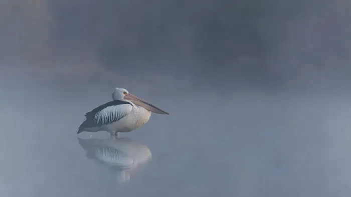 Framed Print : Australian Pelican in the early morning fog