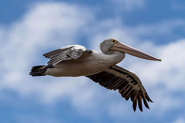 Australian Pelican in flight, South Australia