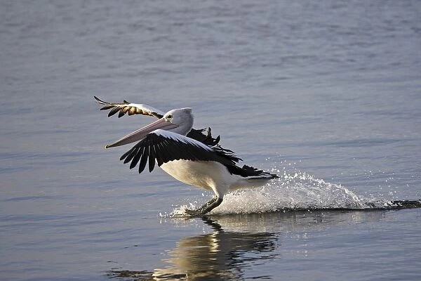 Australian Pelican landing on water, Pelecanus conspicillatus, Kangaroo Island, Australia