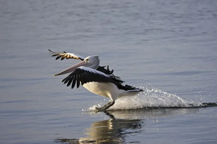 Framed Print : Australian Pelican landing on water, Pelecanus conspicillatus, Kangaroo Island, Australia Framed Print : Australian Pelican landing on water, Pelecanus conspicillatus, Kangaroo Island, Australia