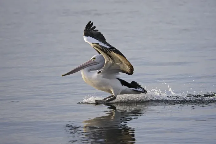 Framed Print : Australian Pelican landing on water, Pelecanus conspicillatus, Kangaroo Island, Australia Framed Print : Australian Pelican landing on water, Pelecanus conspicillatus, Kangaroo Island, Australia