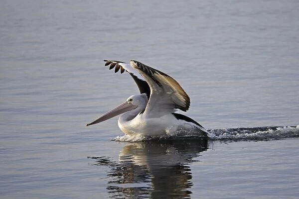 Australian Pelican landing on water, Pelecanus conspicullatus, Kangaroo Island, Australia