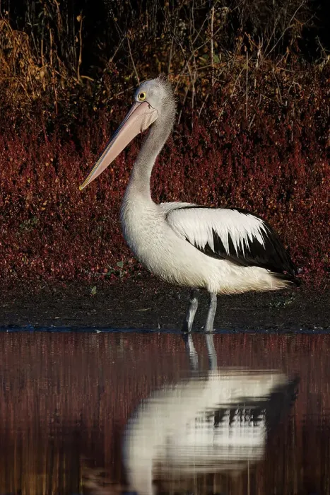Framed Print : Australian Pelican (Pelecanus conspicillatus) Framed Print : Australian Pelican (Pelecanus conspicillatus)