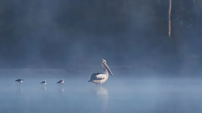 Framed Print : Australian Pelicans in the early morning fog