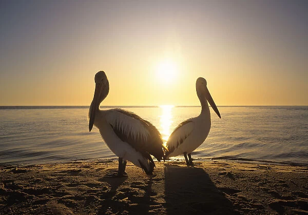 Australian Pelicans (Pelecanus conspicillatus) on coast, sunrise