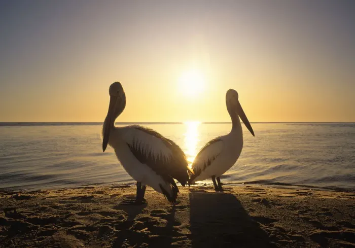 Framed Print : Australian Pelicans (Pelecanus conspicillatus) on coast, sunrise Framed Print : Australian Pelicans (Pelecanus conspicillatus) on coast, sunrise