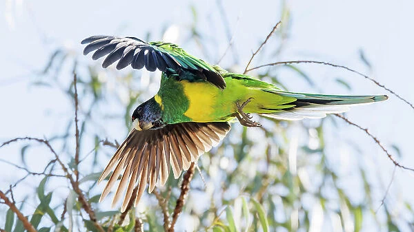 Australian Ringneck Parrot in flight - Western Australia