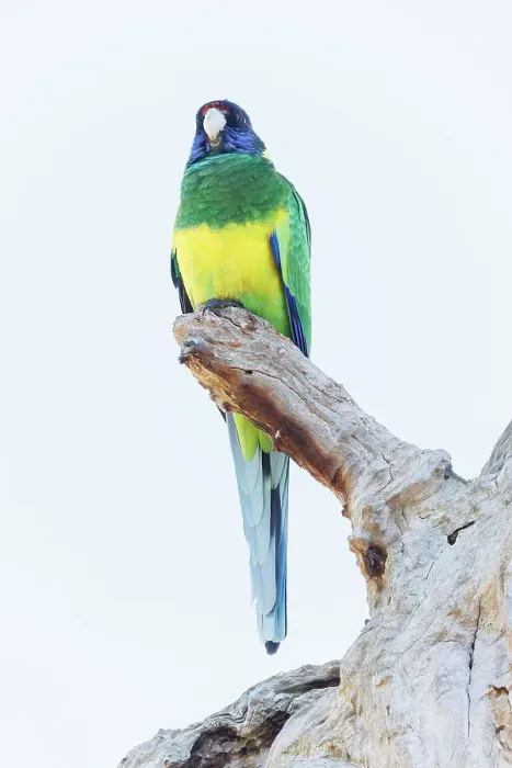 Framed Print : Australian Ringneck Parrot - Western Australia