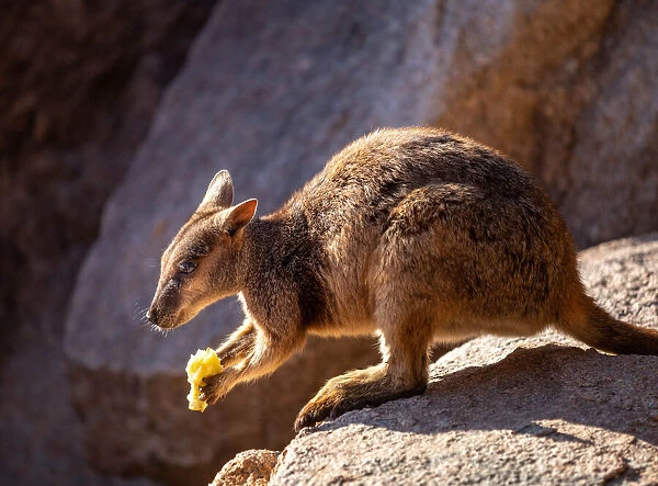 Australian Rock Wallaby in the wild