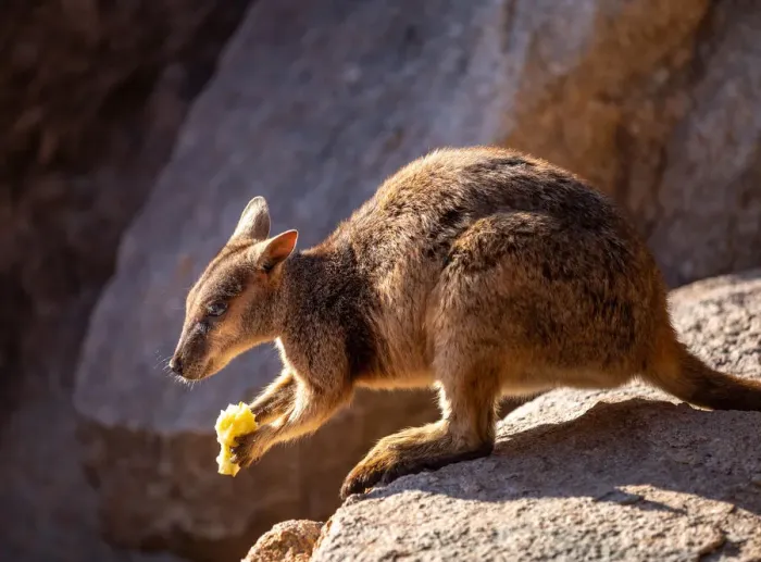 Framed Print : Australian Rock Wallaby in the wild