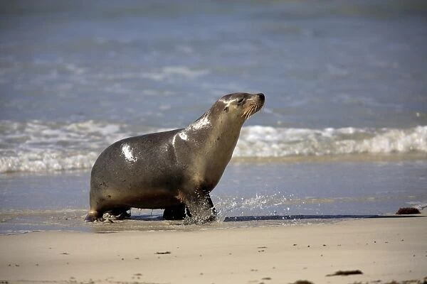 Australian Sea Lion coming out of water