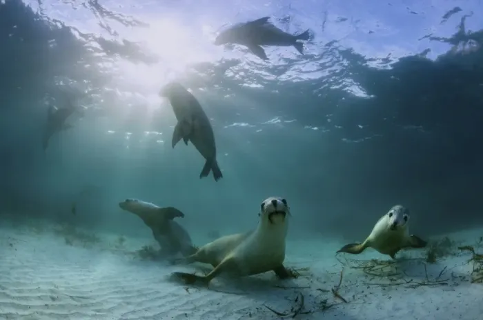 Framed Print : Australian Sea Lions Framed Print : Australian Sea Lions