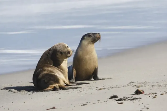 Framed Print : Australian sea lions Framed Print : Australian sea lions