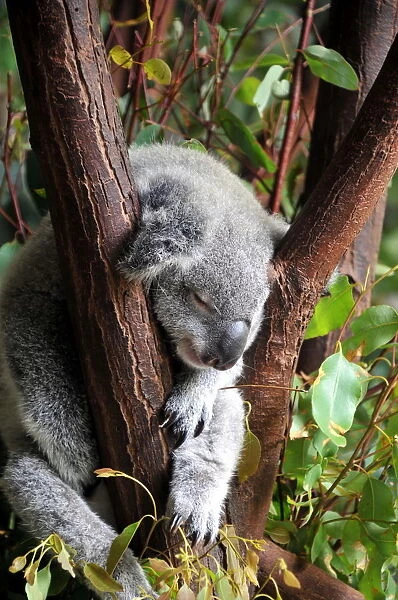 Australian sleeping koala