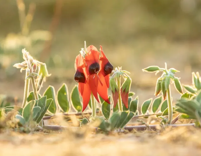 Framed Print : Australian Sturts Desert Pea