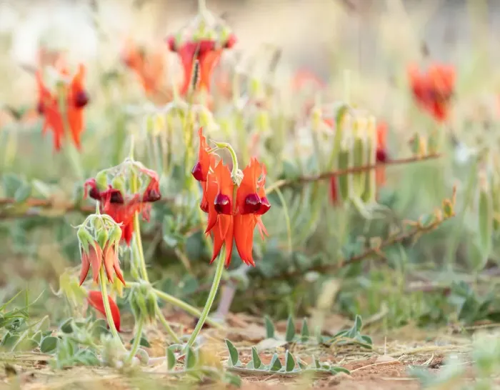 Framed Print : Australian Sturts Desert Pea Framed Print : Australian Sturts Desert Pea