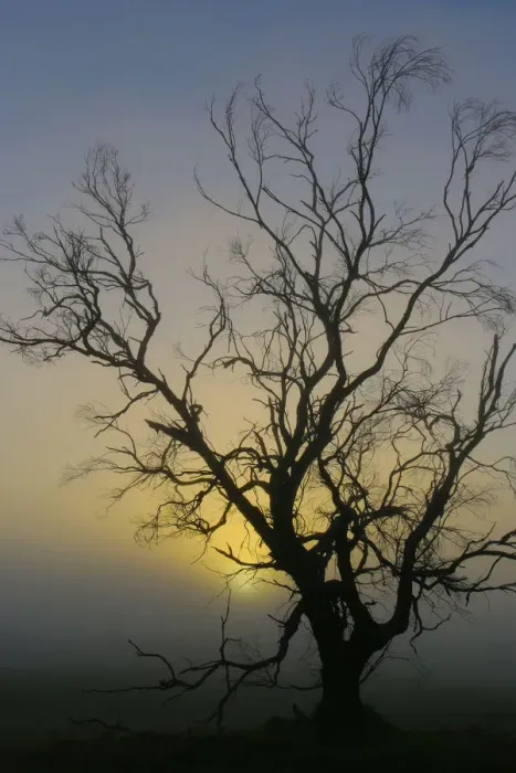 Framed Print : Australian Sunrise Misty Tree Silhouette