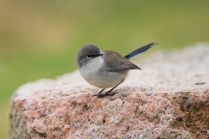 Framed Print : Australian Superb Fairy Wren sitting on a endemic rock. Green bokeh muted background. Cute tiny bird Framed Print : Australian Superb Fairy Wren sitting on a endemic rock. Green bokeh muted background. Cute tiny bird