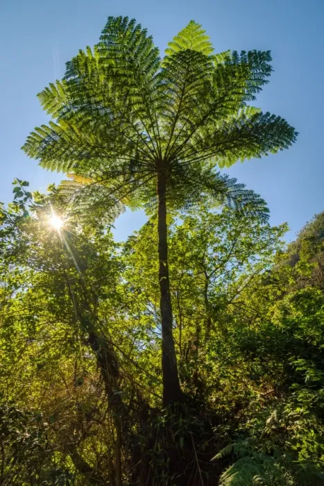 Framed Print : Australian Tree Fern in Walls of Jerusalem National Park Framed Print : Australian Tree Fern in Walls of Jerusalem National Park