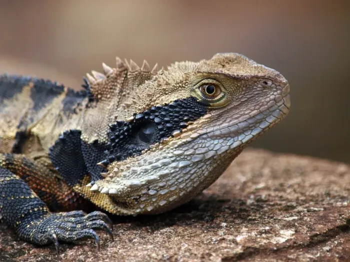Framed Print : Australian Water Dragon Framed Print : Australian Water Dragon