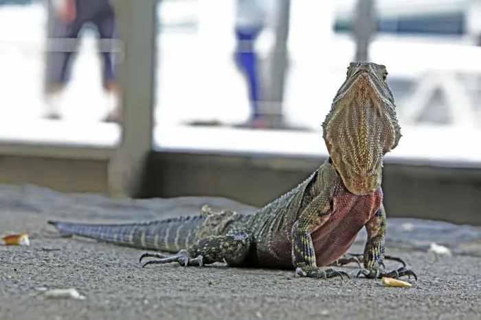 Framed Print : Australian Water Dragon in Brisbanes Central Business District