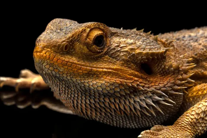 Framed Print : Australian Water Dragon Close Up Framed Print : Australian Water Dragon Close Up