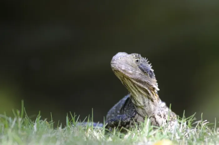 Framed Print : Australian water dragon (Physignathus lesueurii), Australia