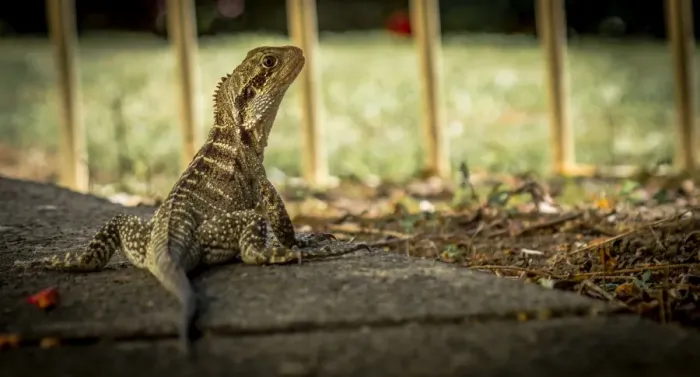 Framed Print : Australian Water Dragon | Wollongong