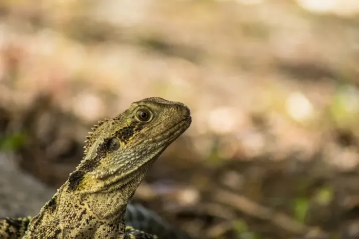 Framed Print : Australian Water Dragon | Wollongong