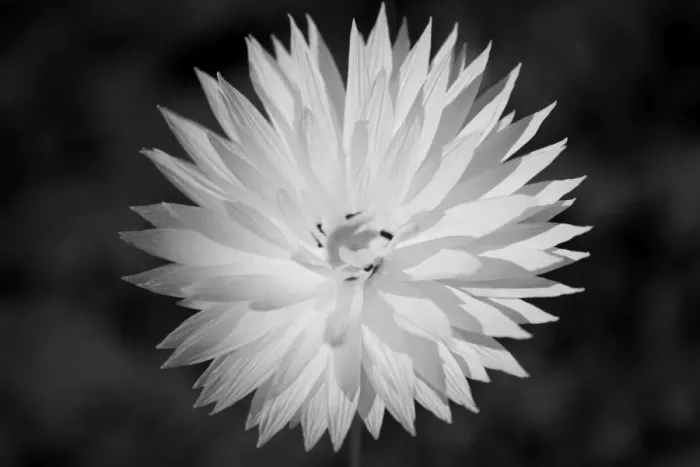 Framed Print : An Australian wildflower Daisy in full bloom Framed Print : An Australian wildflower Daisy in full bloom