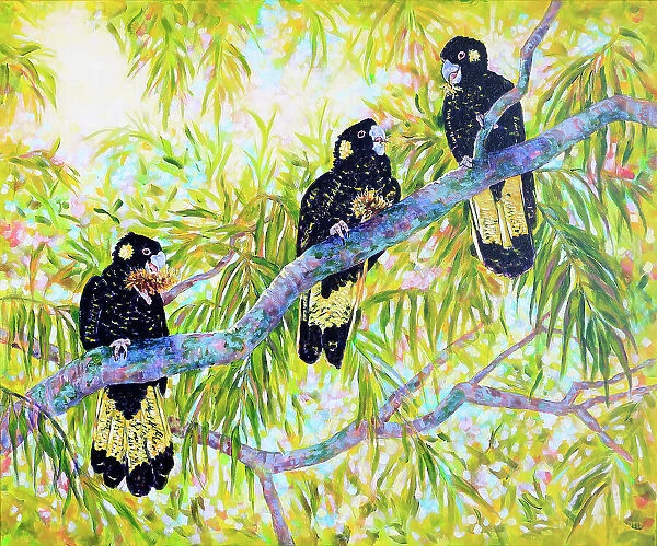 Australian Yellow-tailed Black Cockatoos Feeding in Tree Acrylic Painting