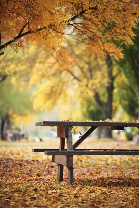 Framed Print : Autumn in Bright