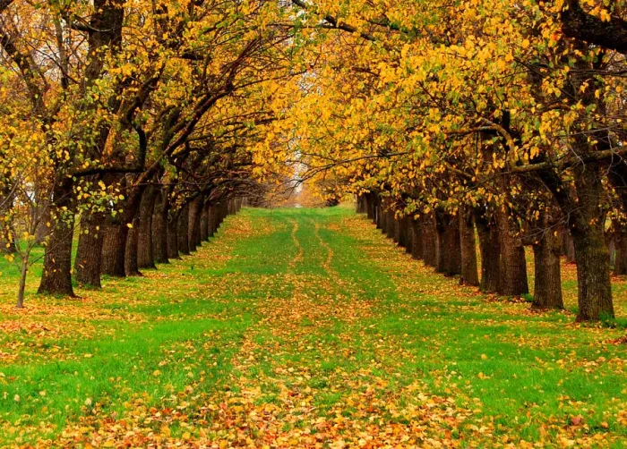 Framed Print : Autumn in Australia Framed Print : Autumn in Australia