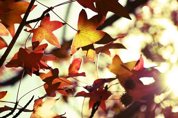 autumn beauty
