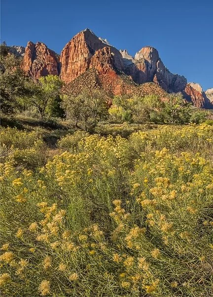 Autumn blooms in Zion national park, USA