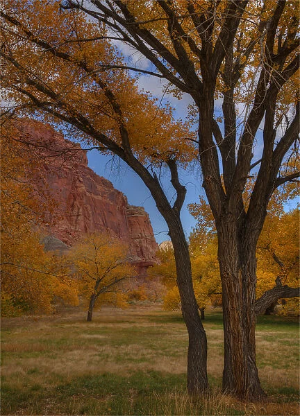 Autumn at Capital Reef, Utah, South Western United States