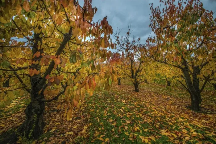 Framed Print : Autumn in a cherry orchard
