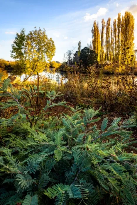 Framed Print : Autumn Colors by Derwent River in Tasmania Framed Print : Autumn Colors by Derwent River in Tasmania