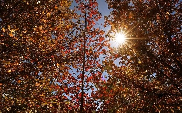 autumn colour leaves with sun star